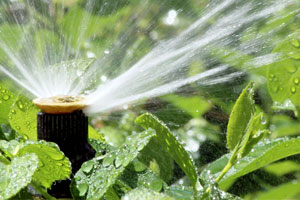 Zur Bewässerung Ihres Gartens eignen sich automatische Sprinkleranlagen und Tropfschläuche.