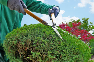 Wir stimmen die Gartenpflege individuell auf die Bepflanzung und Anordnung Ihres Gartens ab.