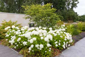 In Ihrem Garten können Sie mithilfe von Rieper verschiedene Pflanztypen zusammenstellen und anpflanzen.