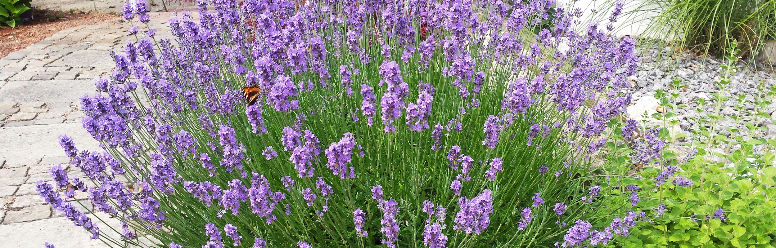 Umweltbewusstsein